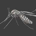 Mechanical Mosquito Science Fiction Mosquito Mosquito Metal Mosquito Mechanical Mosquito Science Fiction Mosquito Mosquito Metal Mosquito 3d model