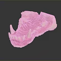 Anatomical Dental Model With White Teeth And Pink Gum Structure For Education