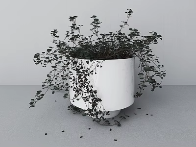 Elegant Bonsai Potted Plant with Trailing Green Leaves in White Minimalist Pot on Gray Floor 3d model