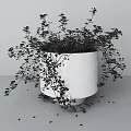 Elegant Bonsai Potted Plant with Trailing Green Leaves in White Minimalist Pot on Gray Floor