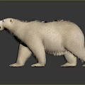 Detailed Polar Bear With Cream Colored Fur Standing With Open Mouth On Reflective Surface