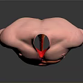 Human Torso Anatomy Model Showing Internal Organs Lungs Heart Stomach Intestines