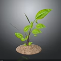 Green Plant With Large Fresh Leaves Growing In Sandy Soil Against Dark Gradient Background