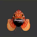 Vibrant Red And White Striped Aquatic Animal Displaying Detailed Fins And Bright Eyes