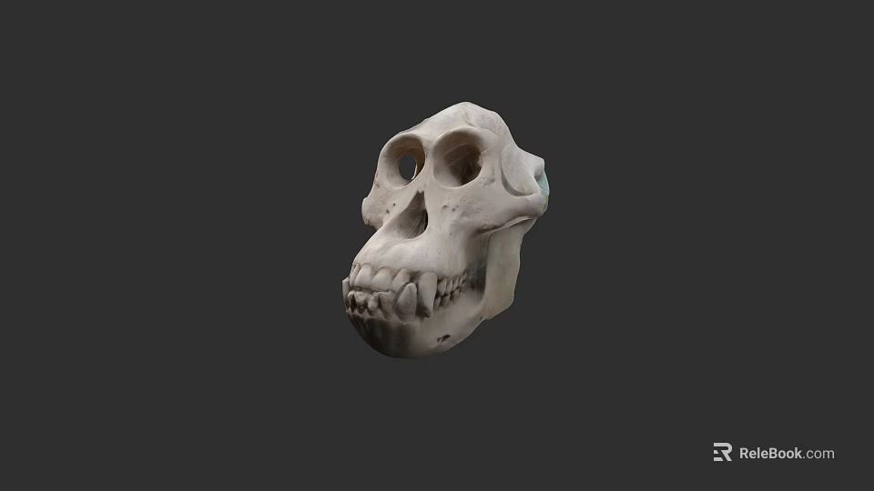Detailed White Skull 3D Model With Anatomical Features And Studio Lighting 3d model 