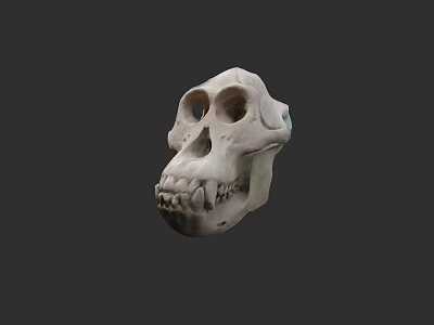 Detailed White Skull 3D Model With Anatomical Features And Studio Lighting 3d model