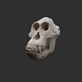 Detailed White Skull 3D Model With Anatomical Features And Studio Lighting