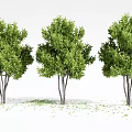 Three Green Leafy Trees With Slender Trunks And Scattered Ground Leaves 3d model