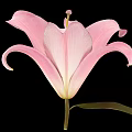 Beautiful Pink Lily Flower Blooming With Green Leaf On Black Background