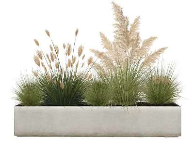 Potted Ornamental Grasses In Rectangular Concrete Planter For Indoor Outdoor Decor 3d model