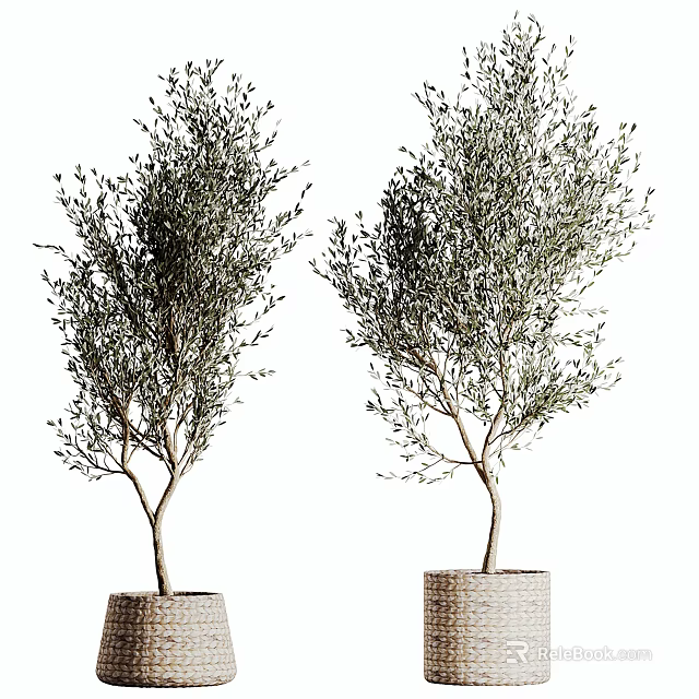 Two Potted Olive Trees With Slender Trunks And Lush Foliage In Woven Pots 3d model 