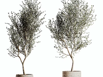 Two Potted Olive Trees With Slender Trunks And Lush Foliage In Woven Pots 3d model