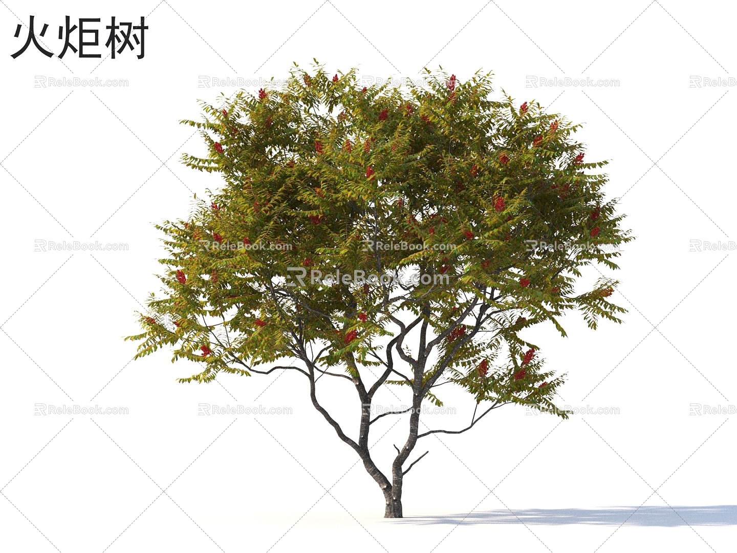 Torch tree Small trees Trees Plants model