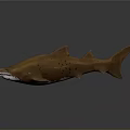 Realistic Brown Spotted Shark 3D Model With Detailed Design And Dark Background Reflection