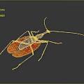 Insect with Red Wings Black Legs and Long Antennae on Gray Background