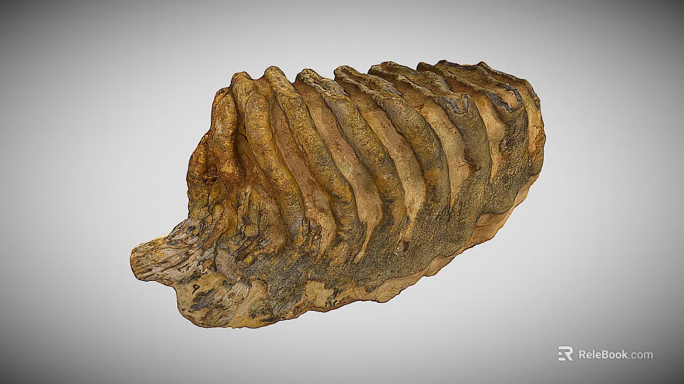 Fossilized Rib Bone Structure With Ancient Layered Textured Brown Surface 3d model