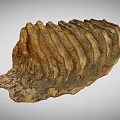 Fossilized Rib Bone Structure With Ancient Layered Textured Brown Surface 3d model