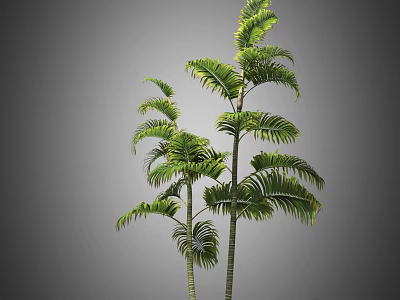 Tall Arbor With Lush Green Foliage And Slender Trunks In Natural Setting 3d model