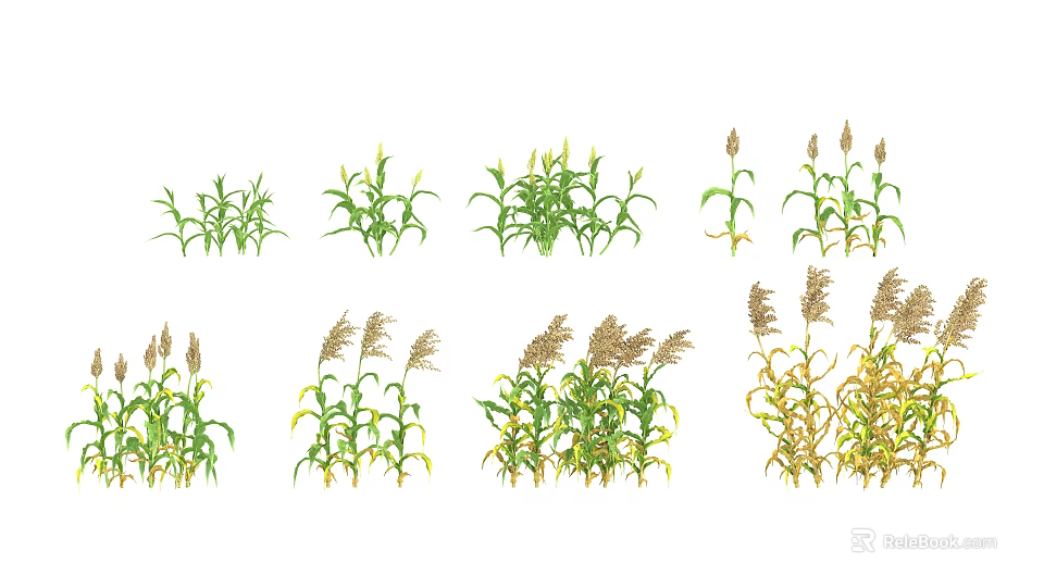 Various Corn Plants Showing Different Growth Stages From Green Seedlings to Mature Yellowing 3d model 