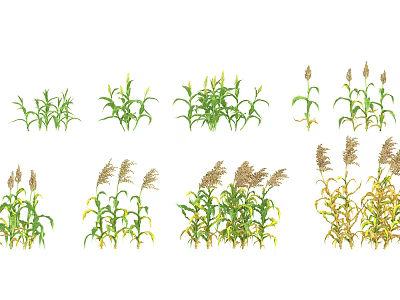 Various Corn Plants Showing Different Growth Stages From Green Seedlings to Mature Yellowing 3d model