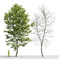 vintage tree sycamore tree sycamore tree sycamore chinara jador 3d model