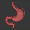 3D Rendered Red Stomach Model With Detailed Textured Surface And Anatomical Structure