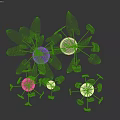 Decorative Plant Arrangement With Variegated Green Leaves In Ceramic Pots On Wooden Stands