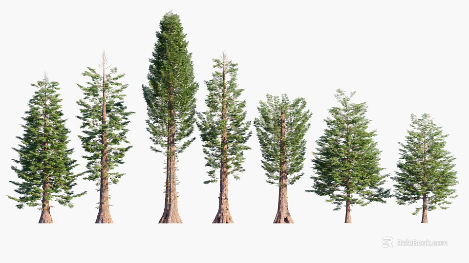 Arbor Trees With Tall Textured Trunks And Lush Evergreen Foliage 3d model 