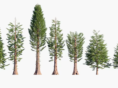 Arbor Trees With Tall Textured Trunks And Lush Evergreen Foliage 3d model