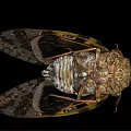 Close Up View Of Cicada With Detailed Body Patterns And Textured Wings On Black Background