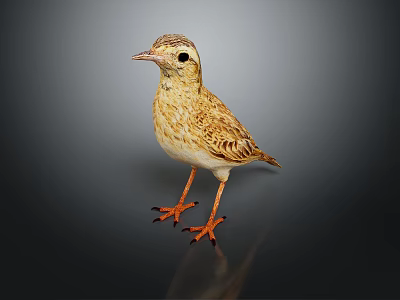Brown And Yellow Feathered Bird With Orange Legs Claws Standing On Dark Background With Reflection 3d model