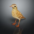Brown And Yellow Feathered Bird With Orange Legs Claws Standing On Dark Background With Reflection