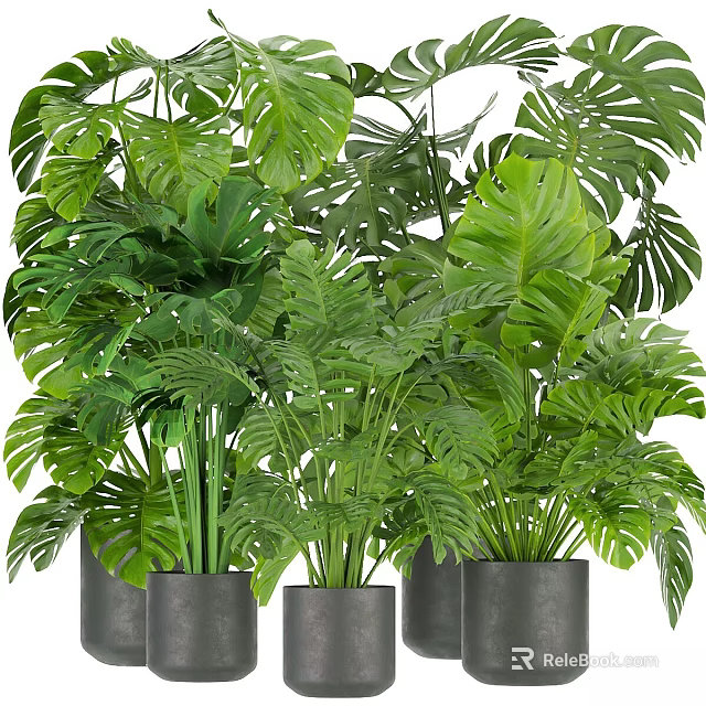 Lush Green Potted Plants with Monstera Leaves in Gray Pots for Indoor Home Decor 3d model 