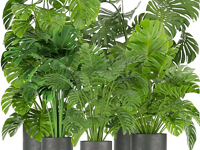 Lush Green Potted Plants with Monstera Leaves in Gray Pots for Indoor Home Decor 3d model