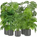 Lush Green Potted Plants with Monstera Leaves in Gray Pots for Indoor Home Decor