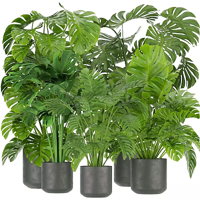 Lush Green Potted Plants with Monstera Leaves in Gray Pots for Indoor Home Decor 3d model