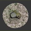 Natural Garden Landscape Featuring Moss Covered Tree Stump With Fallen Leaves On Circular Ground
