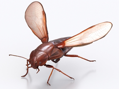 cockroach xiaoqiang insect 3d model