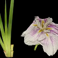 Blooming White Iris Flower With Purple Stripes And Green Long Leaves