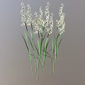 Fresh Herbaceous Plants With White Flowers Green Stems And Leaves