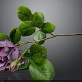Purple Rose With Green Leaves Stem And Bud On Dark Background