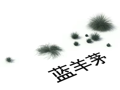 Festuca glauca ornamental grass with feathery blue foliage for garden landscaping 3d model