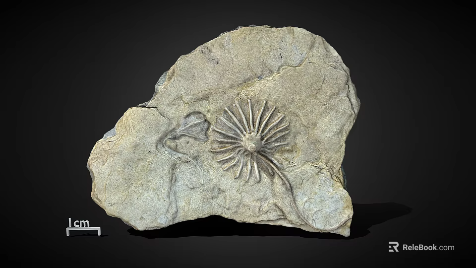 Natural Stone Slab With Detailed Radial Fossil Pattern And Natural Surface Texture Scaled Size 3d model 