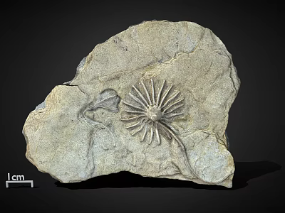 Natural Stone Slab With Detailed Radial Fossil Pattern And Natural Surface Texture Scaled Size 3d model