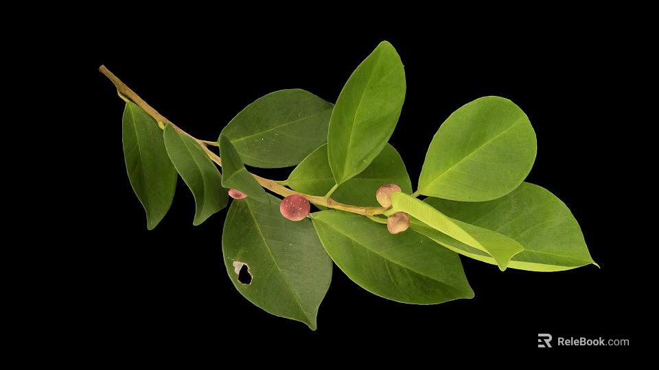 Plant Branch with Glossy Oval Shaped Green Leaves and Small Pink Fruits Against Black Background 3d model 