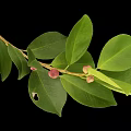 Plant Branch with Glossy Oval Shaped Green Leaves and Small Pink Fruits Against Black Background
