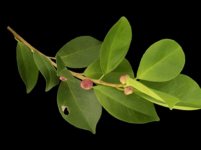 Plant Branch with Glossy Oval Shaped Green Leaves and Small Pink Fruits Against Black Background 3d model