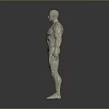 3D Rendered Muscular Human Figure White Anatomical Model Standing Pose