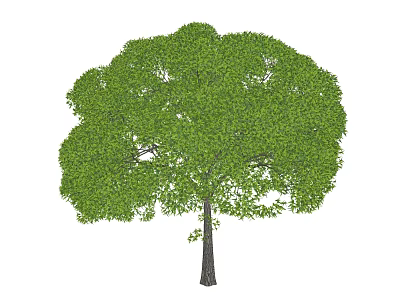 Lush Green Arbor With Dense Foliage And Strong Trunk In Natural Scene 3d model
