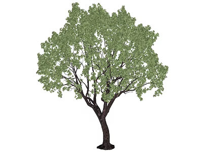 Lush Green Arbor With Dense Foliage And Strong Trunk For Landscape Design 3d model